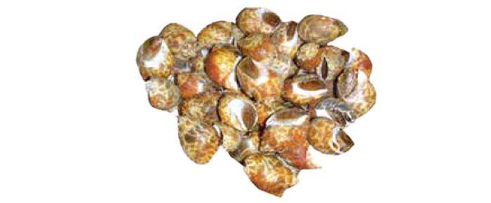Baigai / Top Shell (Babylonia spirata)