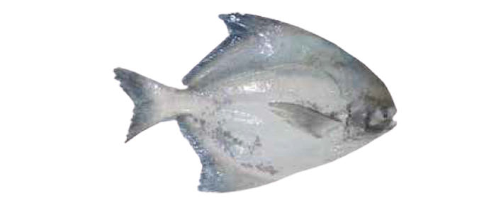 Chinese Pomfret (Pampus chinensis)
