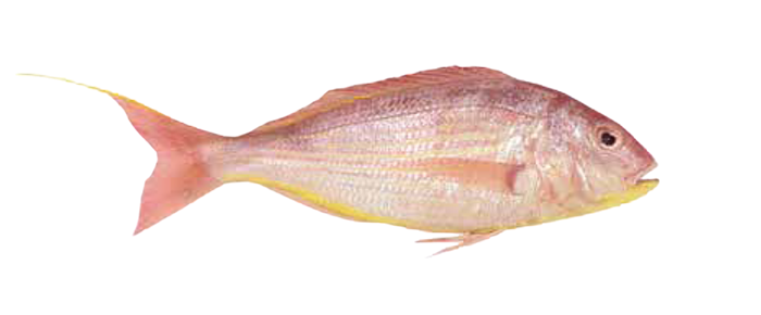 Japanese Threadfin Bream (Nemipterus Japonicus)