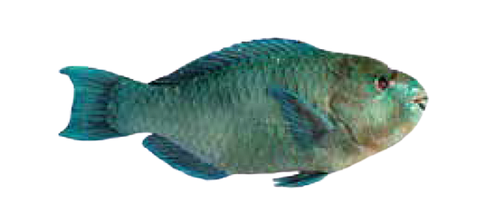 Parrot Fish