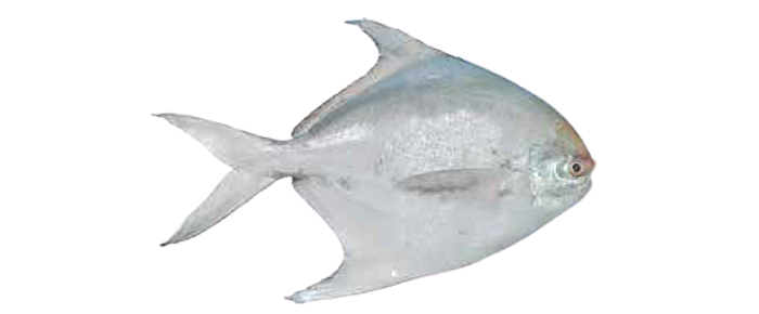 Silver Pomfret (Pampus sp)